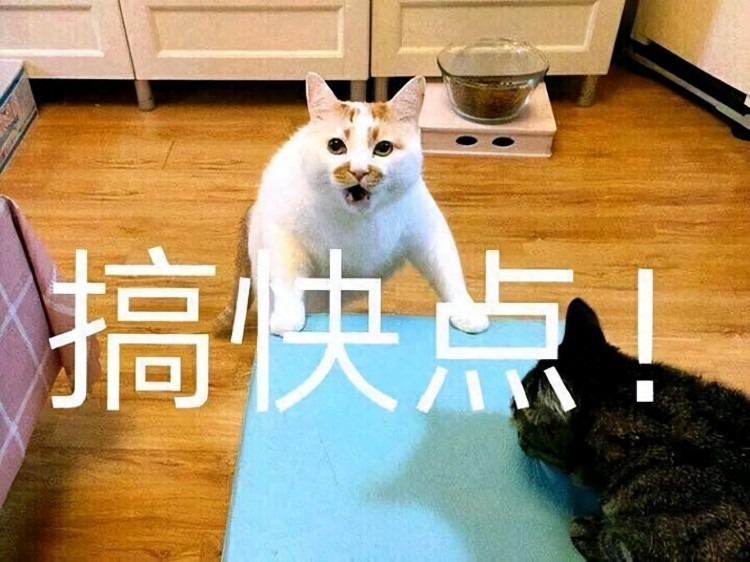 怎样选择高质量的猫粮？教你五种方法！