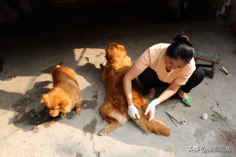 曾经的无锡夹城里曾经的狗狗的世界