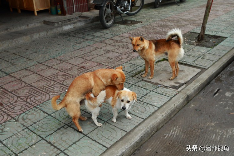 曾经的无锡夹城里曾经的狗狗的世界