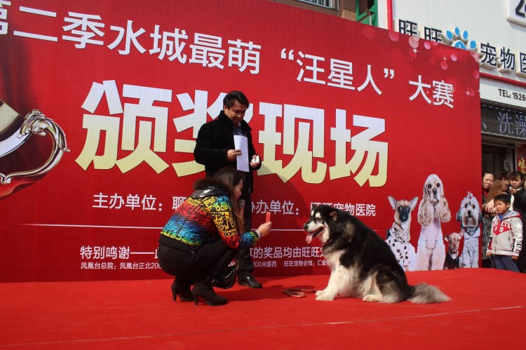 聊城：城会玩！狗狗选美也颁奖才艺绝活更不少