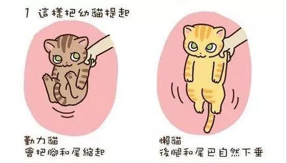 教你两招，就知道你的猫会不会抓老鼠？