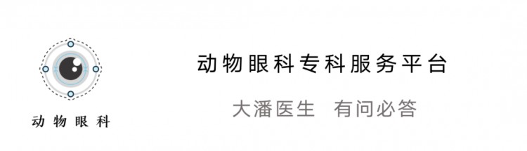 营口病例猫咪眼睛融化溃烂发白滴药治疗痊愈保住眼球