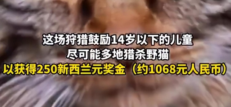 某地办比赛鼓励儿童猎杀野猫！主办方：杀猫最多的奖励1000元！