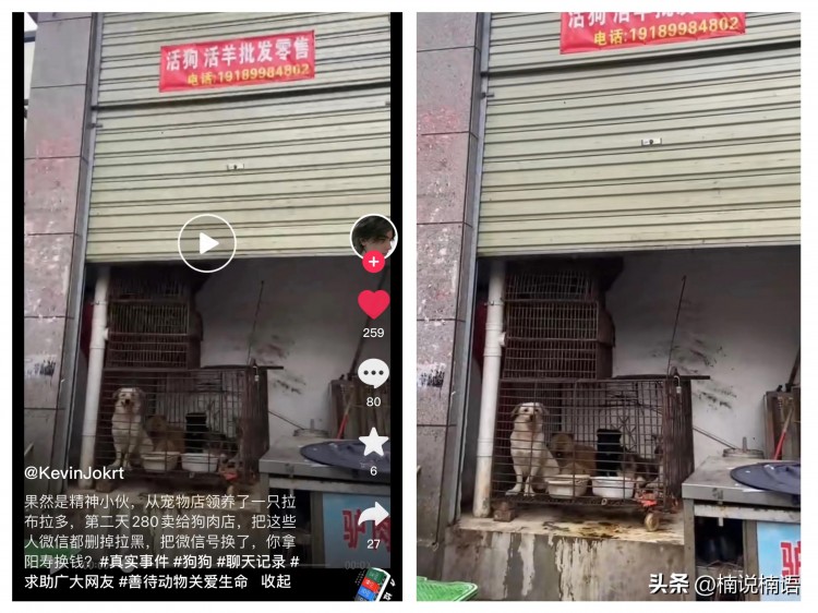 男子从宠物店免费领养一只拉布拉多犬，隔天却将狗狗卖给狗肉馆