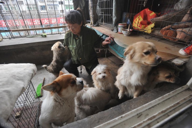 三年爱犬被主人卖给狗贩子离别一幕狗狗的挣扎举动让人心酸