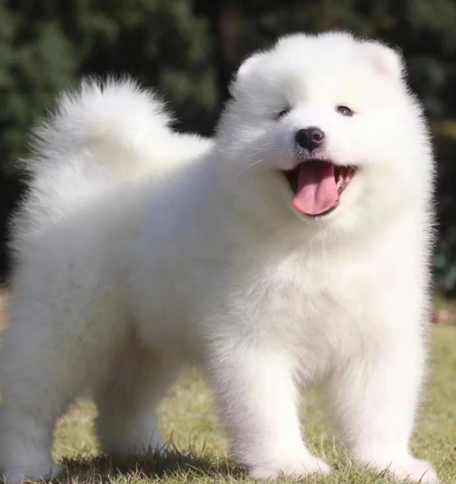狗界白天使：是什么让萨摩耶犬成为最可爱的品种？